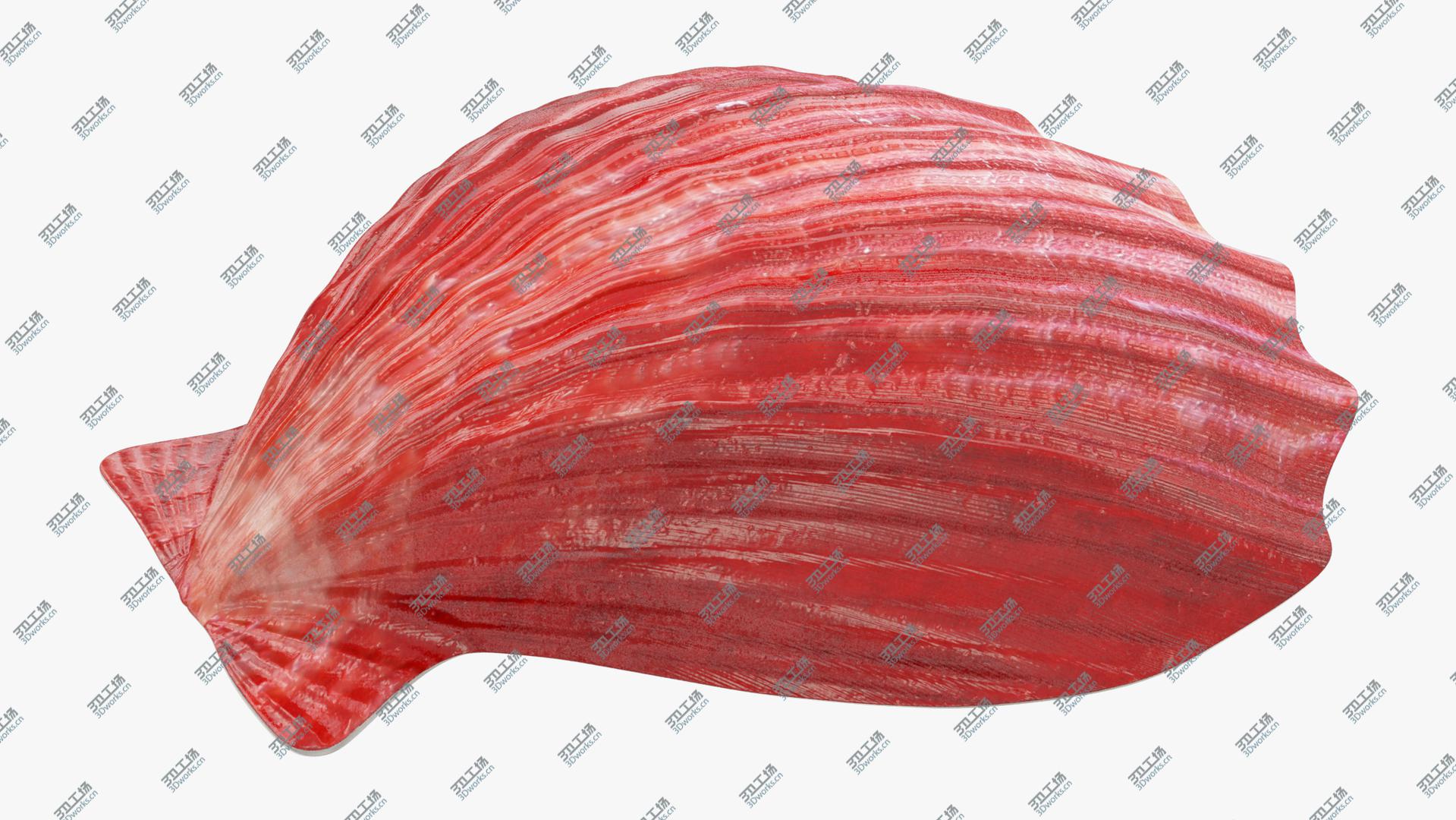 images/goods_img/202104023/Seashells Collection V3 3D model/3.jpg